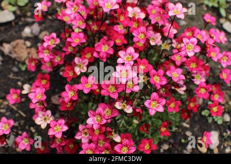 Saxifraga arendsii Marto Rose an evergreen perennial alpine garden plant in rich red and pink flowers. Stock Photo