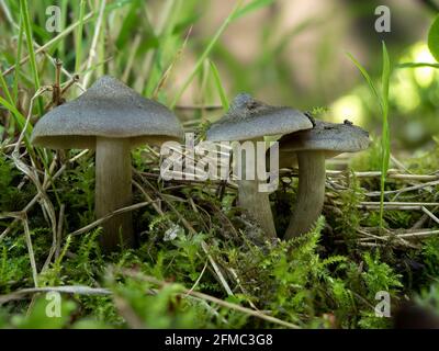 The Shield Pinkgill (Entoloma clypeatum) is an edible mushroom , an intresting photo Stock Photo