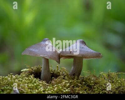 The Shield Pinkgill (Entoloma clypeatum) is an edible mushroom , an intresting photo Stock Photo