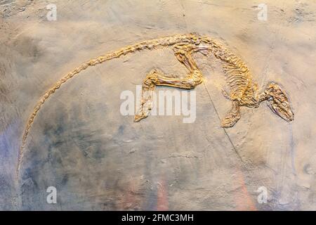 Fossilized skeleton of Paroodectes feisti, a miacid animal that lived during the early Eocene (ca. 50 million years ago) in the rain forests and swamp Stock Photo