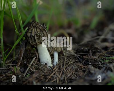 Morchella semilibera, commonly called the half-free morel, is an edible species of fungus in the family Morchellaceae native to Europe and Asia. , an Stock Photo