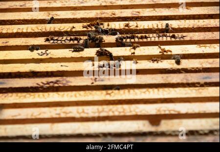 Propolis and beeswax debris on top of the super frames in a newly opened beehive. Stock Photo