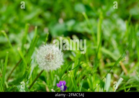 Dandelion with seeds ready for dispersal Stock Photo