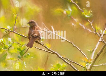 Digital painting of a single Dunnock, Prunella modularis, or hedge accentor, hedge sparrow, or hedge warbler in a tree in the UK Stock Photo