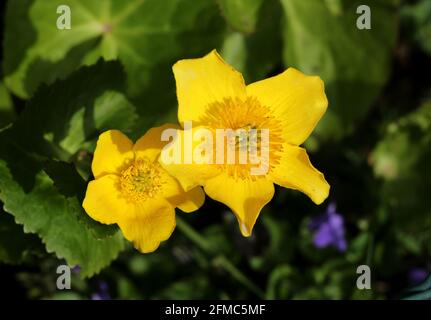 An Image Of Yellow Marsh marigolds By A pond Stock Photo