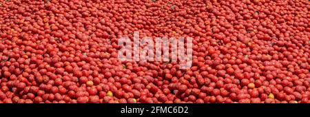 Tomatoes background. Group of fresh harvested tomatoes. Stock Photo