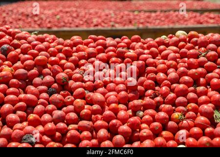 Tomatoes background. Group of fresh harvested tomatoes. Stock Photo