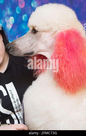 Groomed white cute Poodle with curly fur. Close up muzzle portrait. It is most intelligent dog breed. Stock Photo