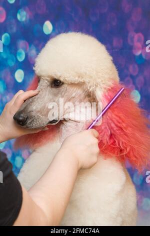 Groomed white cute Poodle with curly fur. Close up muzzle portrait. It is most intelligent dog breed. Stock Photo