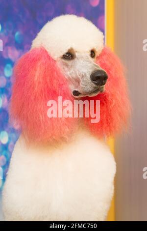 Groomed white cute Poodle with curly fur. Close up muzzle portrait. It is most intelligent dog breed. Stock Photo