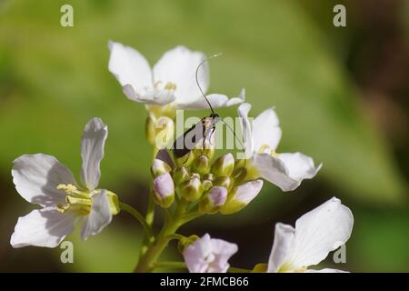 Flowers of cuckooflower, Cardamine pratensis. Family Brassicaceae. With a longhorn moth Cauchas rufimitrella, family Adelidae. Dutch garden, spring, Stock Photo