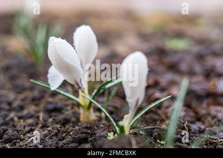 Beautiful crocus flowers of bright white color in raindrops grow on a flower bed in the ground Stock Photo