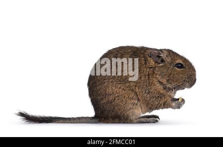 Young Degu rodent aka Octodon degus, sitting side ways on hind paws. Holding food in front paws eating. Looking ahead. Isolated on a white background. Stock Photo