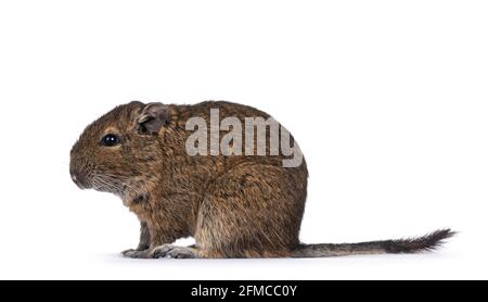 Young Degu rodent aka Octodon degus, sitting side ways. Looking ahead.. Isolated on a white background. Stock Photo