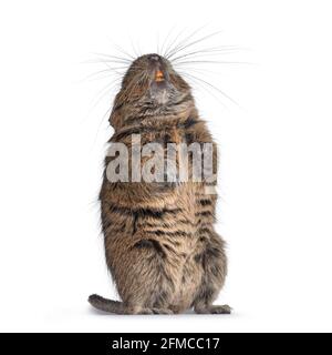 Young Degu rodent aka Octodon degus, sitting on hind paws showing belly and teeth.  Isolated on a white background. Stock Photo