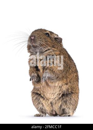 Young Degu rodent aka Octodon degus, sitting on hind paws   looking towards camera.  Isolated on a white background. Stock Photo