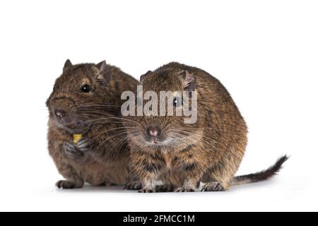 Two young Degu rodents aka Octodon degus, sitting and standing facing front. Looking towards camera.  Isolated on a white background. Stock Photo