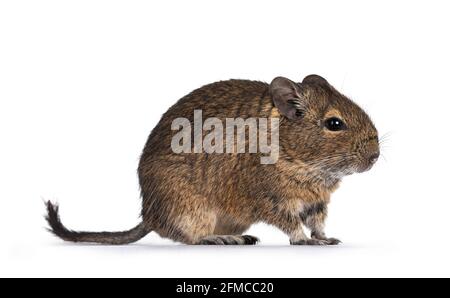 Young Degu rodent aka Octodon degus,standing side ways. Looking ahead. Isolated on a white background. Stock Photo