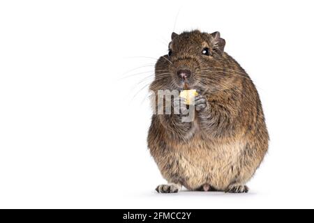 Young Degu rodent aka Octodon degus, sitting facing front on hind paws. Holding food in front paws eating. Looking towards camera. Isolated on a white Stock Photo