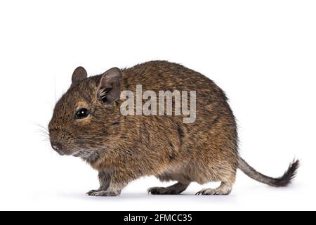 Young Degu rodent aka Octodon degus, walking side ways. Looking ahead. Isolated on a white background. Stock Photo