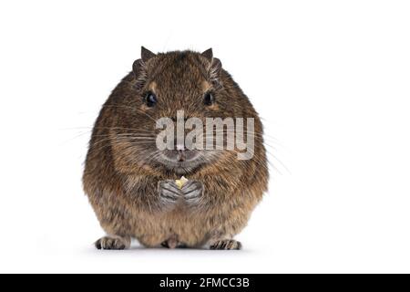 Young Degu rodent aka Octodon degus, sitting facing front on hind paws. Holding food in front paws eating. Looking straight at lens. Isolated on a whi Stock Photo