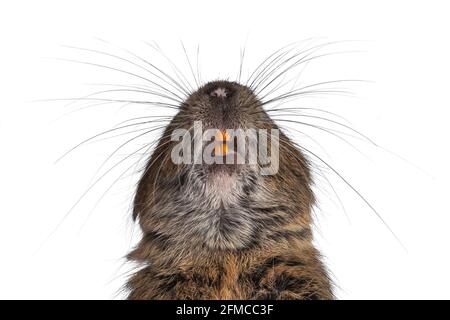 Head shot of young Degu rodent aka Octodon degus, looking up showing typical orange healthy teeth.  Isolated on a white background. Stock Photo