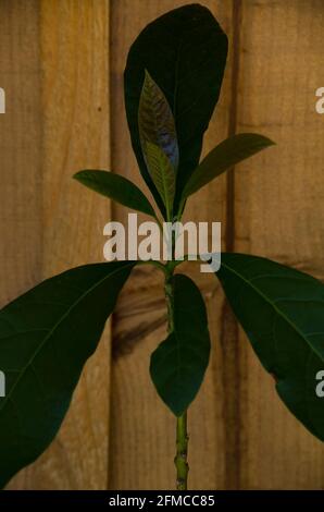 young avocado plant in pot with wooden bottom, young avocado plant with big leaves Stock Photo