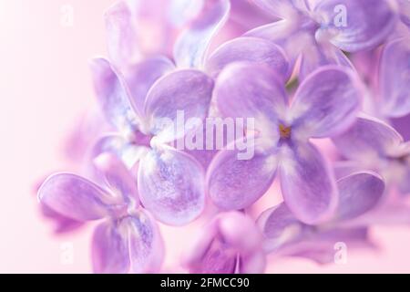 Purple lilac flowers against pastel pink background. Macro. May lilac blossom template greeting card. Pastel spring floral image. Shallow DoF. Stock Photo