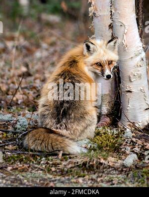 Red unique fox close-up profile rear view by a birch tree  in the spring season in its environment and habitat with blur background. Fox Image. Stock Photo