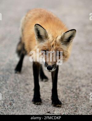 Red Fox head close-up profile front view looking at camera in the spring season with blur background in its environment and habitat. Fox Image. Stock Photo