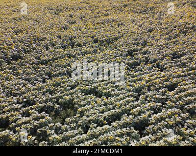 Sunflower field on a sunny day, aerial view. Farm field planted with sunflowers, agricultural landscape. Stock Photo