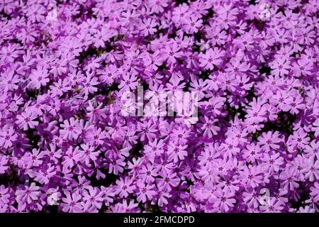 Purple creeping phlox forming a flowering garden carpet Stock Photo