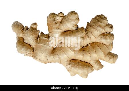 Fresh ginger root, from above, isolated on white background. Juicy and fleshy rhizome of Zingiber officinale, used as fragrant kitchen spice. Stock Photo