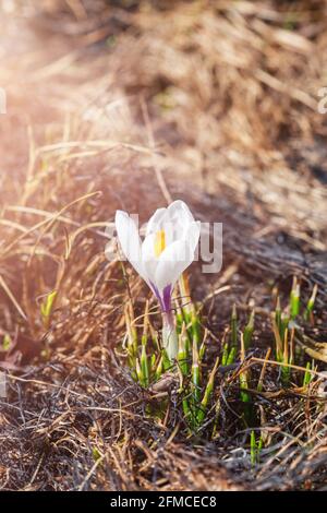White crocuse in the grass on the garden. First flowers in spring, vertical photo Stock Photo