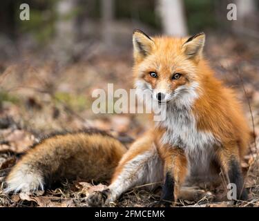 Fox spectacular animal hi-res stock photography and images - Alamy