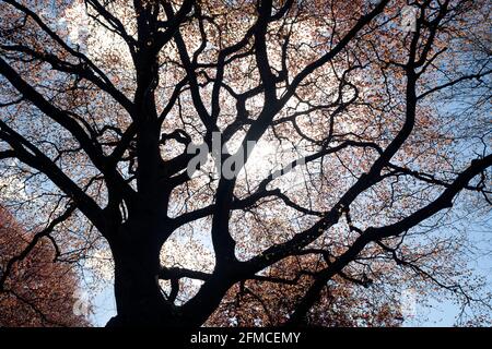 A Copper Beech tree in spring, War Memorial Park, Coventry, UK Stock Photo