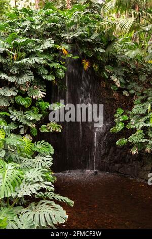 small waterfall in rainforest surrounded by green leaves
