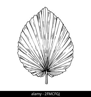 Hand drawn dry palm tree leaf isolated on white. Vector illustration in sketch style. Stock Vector
