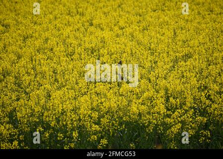 sparrows in a yellow blooming oilseed field Stock Photo