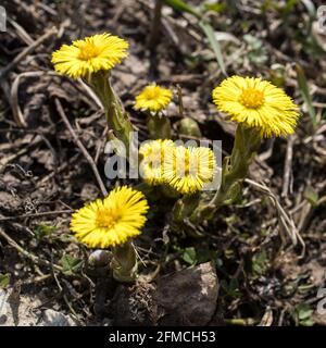 Tussilago farfara, commonly known as coltsfoot, is a plant in the groundsel tribe in the daisy family Asteraceae, spring time Stock Photo