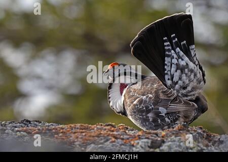 Male dusky grouse showing mating display in spring. Purcell Mountains, northwest Montana. (Photo by Randy Beacham) Stock Photo