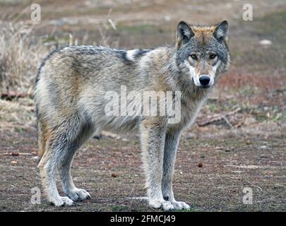 Wild gray wolf in the Northwest Peak Roadless Area in summer