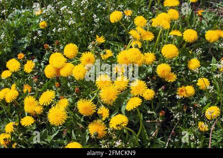 Dandelion plant with a fluffy yellow bud. Yellow dandelion flower growing in the ground. Taraxacum officinale. Stock Photo