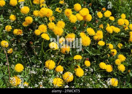 Close up of blooming yellow dandelion flower (Taraxacum officinale) in garden on spring time. Stock Photo