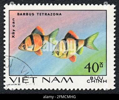 A postage stamp shows a Aquarium fishes Tiger barb (Barbus tetrazona),  series 'Aquarium Fish', Vietnam, 1980 Stock Photo