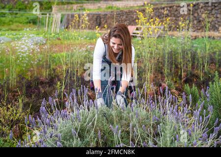 Happy farmer working in garden cutting lavender flower - Farm people lifestyle concept Stock Photo