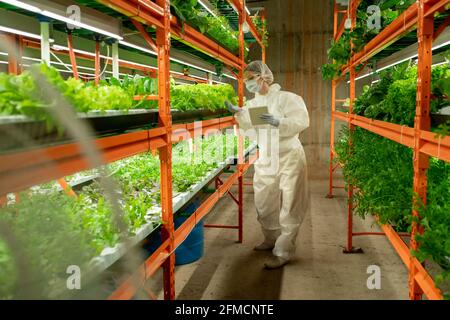 Agricultural engineer in protective workwear standing at vertical farm shelf and using tablet while controlling quality of greens Stock Photo