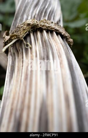 Dead stem of Giant hogweed Heracleum mantegazzianum plant in closeup Stock Photo