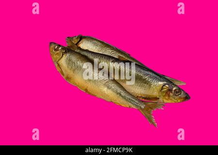 Front view, indoors horizontal shot. Stock Photo