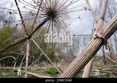 Dried stems and seed heads standing of Giant hogweed Heracleum mantegazzianum plant in closeup Stock Photo